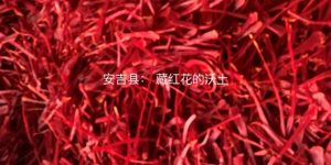 安吉县：-藏红花的沃土
