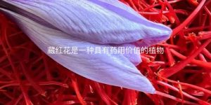 藏红花是一种具有药用价值的植物