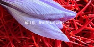 藏红花：美丽花朵和营养叶子