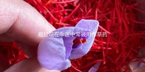 藏红花在中医中常被用作草药