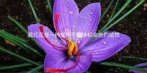 藏红花是一种常用于调味和染色的植物