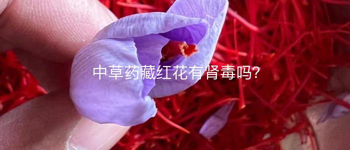 中草药藏红花有肾毒吗？