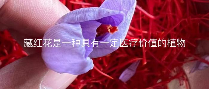 藏红花是一种具有一定医疗价值的植物