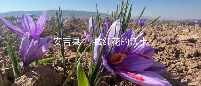 安吉县： 藏红花的沃土